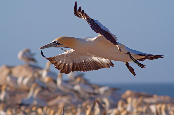 🚨Australian Avian Genomics Initiative – Call for Partnerships 2024!🚨 There are several seabirds on the list of priority species, including the Australasian Gannet, Imperial Shag and Greater Crested Tern. bioplatforms.com/avian-rfp-2024/ IMAGE: Hein Waschefort (under CC BY-SA 3.0)