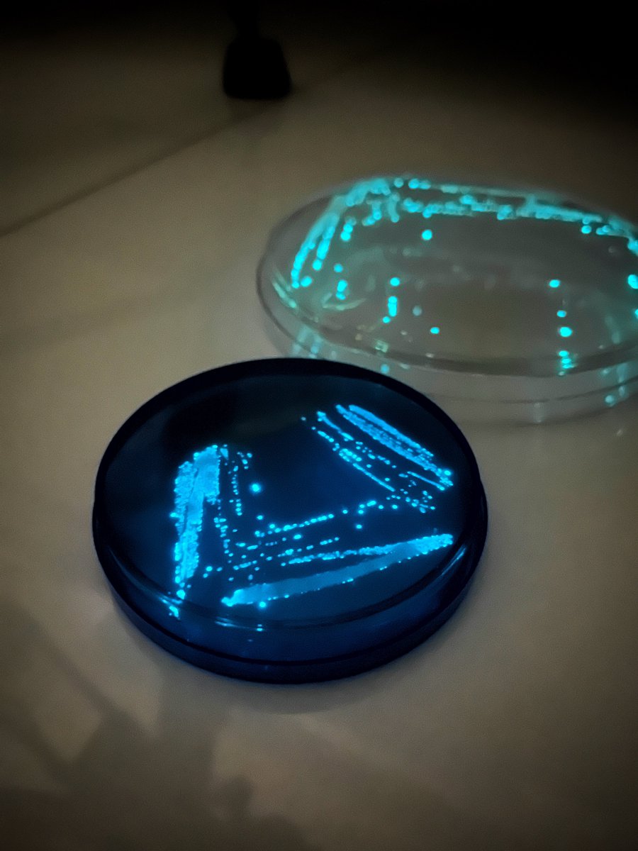 Mes petites bactéries bioluminescentes 🥹 La vidéo : youtu.be/jz8JL20IgpA?si…
