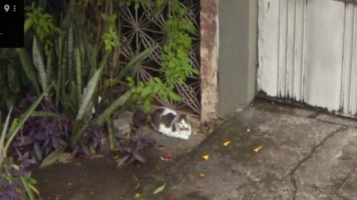 linssims's tweet photo. I lost my cat 1 year ago. Everytime I miss her badly, I just go on Google Maps, where she'll forever be basking in the sun in front of my childhood home🤍🤍🤍 https://t.co/2sS1QRQPGJ