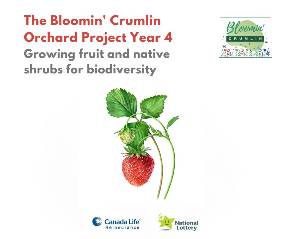 Interested in fruit or native shrubs for your garden? Year 4 of Bloomin' Crumlin's Orchard Project takes place on Saturday 23 and this year we are offering fruit, native shrubs and hardy herbs! Apply by 15 March here: crumlincommunitycleanup.ie/trees/