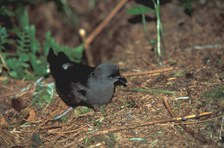 🚨Paid Field/Research Assistant: Undergraduate Seabird Predator Field Assistant (Oregon)🚨 The Seabird Predator Field Assistant will work with an MSc student on various field and laboratory tasks pertaining to their thesis research. jobs.oregonstate.edu/postings/150296 IMAGE: C. Schlaw