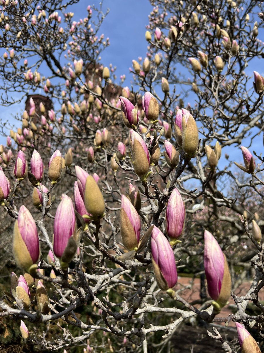 🌸 Magnolia Update 🌸 The saucer magnolias are starting to open up and should have blooms by the end of this week. Peak bloom will be next week. Stay tuned for updates. #SmithsonianGardens #MagnoliaMadness #BotanicalGardens #PublicGardens