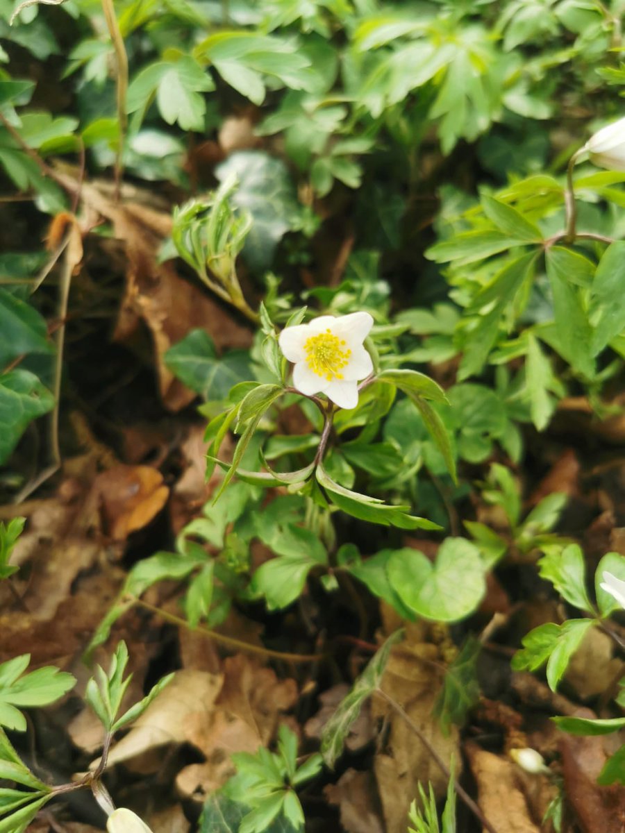 Earlier than last year: wood anemone, an ancient woodland indicator in bloom-Hampshire, my favourite flower!Greek mythology, anemones sprang out of the tears of Aphrodite while she mourned Adonis. Romans considered them a lucky charm. Read more shorturl.at/frV26 #phenology