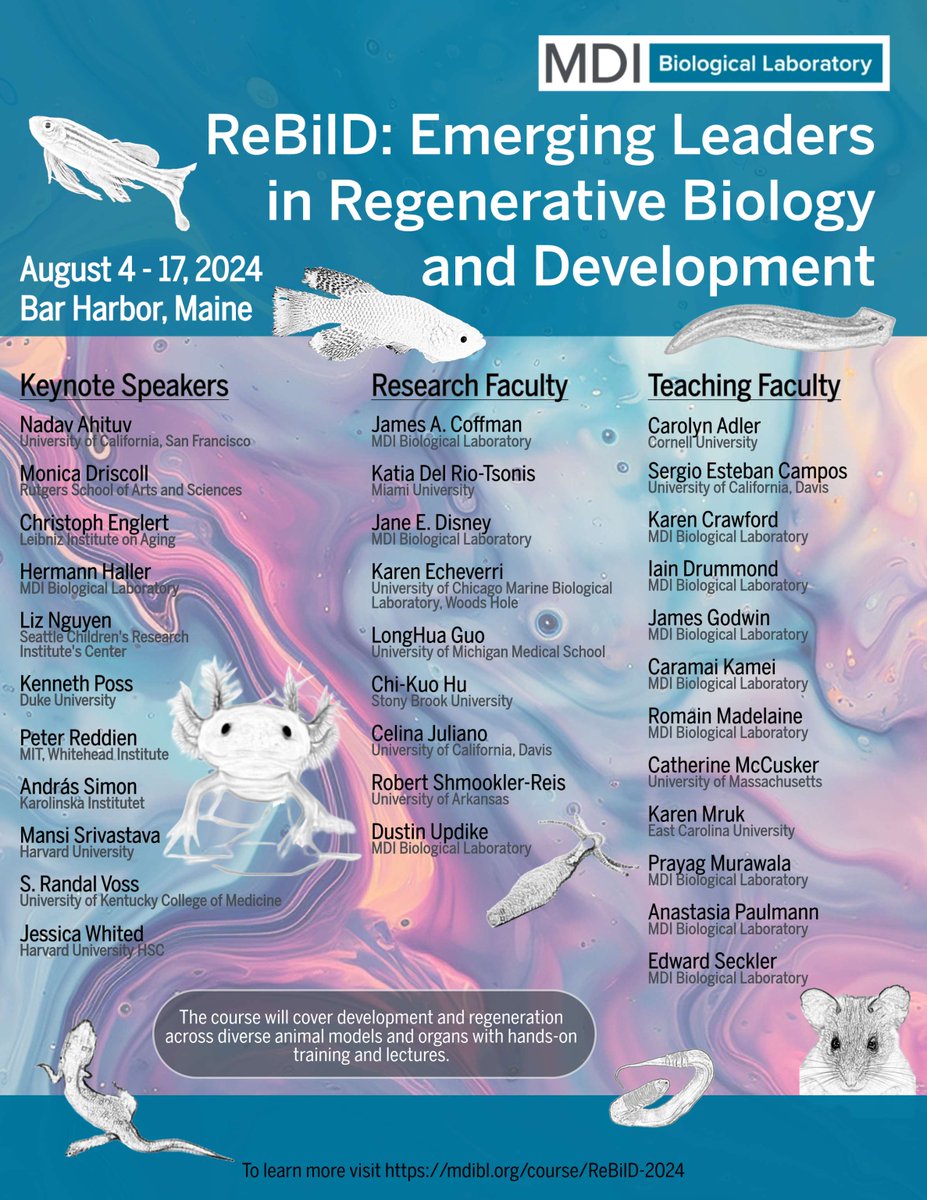 Take a deep dive into #DevelopmentalBiology and #regeneration with world-class scientists using models like #zebrafish &amp; #axolotl. #ReBiLD is two weeks of hands-on experiments, seminars and networking at <a href="/MDIBL/">MDI Biological Lab</a> in #BarHarbor, next to #Acadia National Park. ow.ly/9ser50QI03O