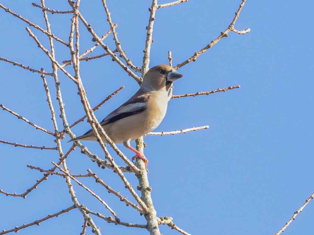 Near Silverdale today. 
#birdwatching #Hawfinch @britishbirds