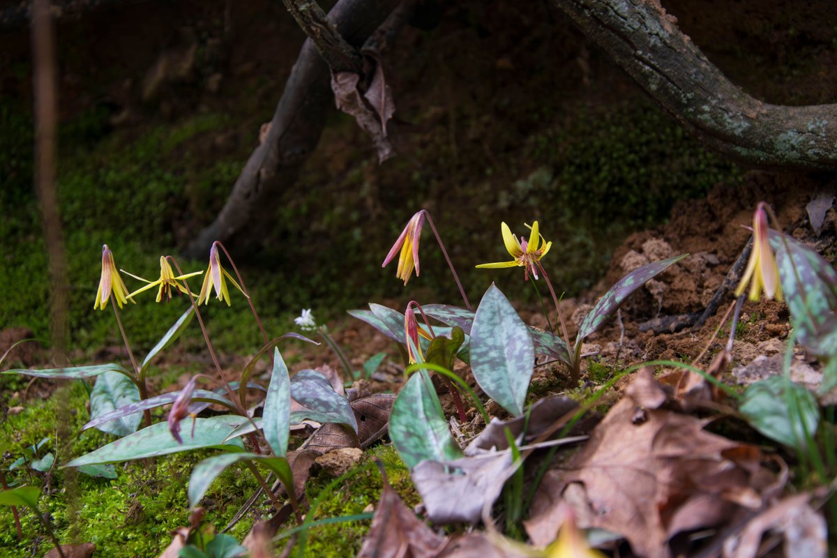 🏵️The Dimpled Trout Lily is one of many wildflowers found in Georgia during the spring season. These wildflowers are part of the spring ephemerals, which blossom in the early spring sunshine before retreating as the woodland canopy trees burst into full foliage. #UGASREL