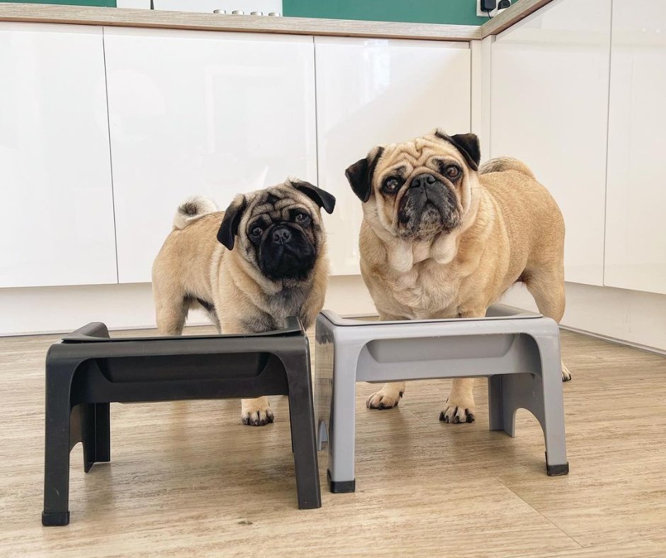 Love this snap of Oscar and Milo posing with their Fluff Troughs! 🐶😎

#pawtion #flufftrough #flufftroughdining #pug #puglife #puglove #pugs #dog #dogs #pugpuppy #pugworld #pugoftheday #puppy #pugnation #puglover #mops #pugsnotdrugs #instapug #puglovers #love