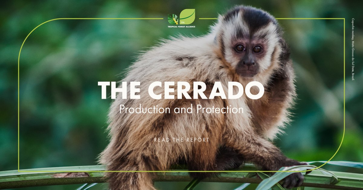 The #Cerrado is the most biodiverse savanna in the world.

A new report, by TFA <a href="/wef/">World Economic Forum</a> &amp; <a href="/SYSTEMIQ_Ltd/">Systemiq</a>, outlines how sustainable economic growth in the Cerrado could generate $72 billion per year by 2030 and deliver benefits for climate &amp; #nature.

weforum.org/publications/t…