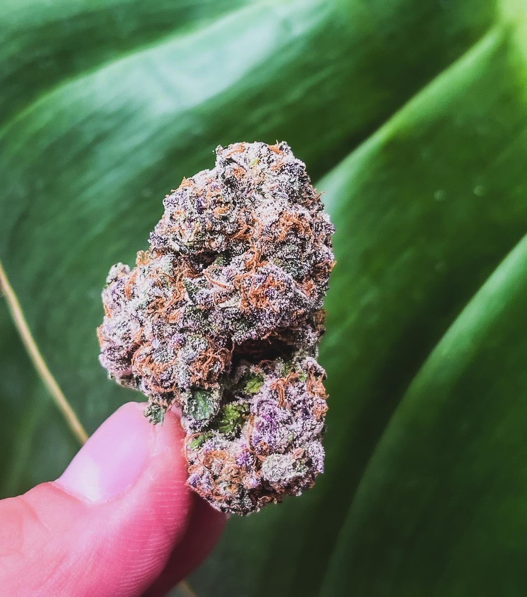 toqueyrol420's tweet image. Este hermoso cogollo es de la cepa #Fritter de los amigos de #RocketTrip- los mejores cultivos indoor de todo México 🇲🇽 
-
Características de la flor.
👃Aroma: cítricos y maderas, perfumado
😎 Color y textura: buenos tricomas, cogollo denso, limpio, brillante, fresco, esponjoso.