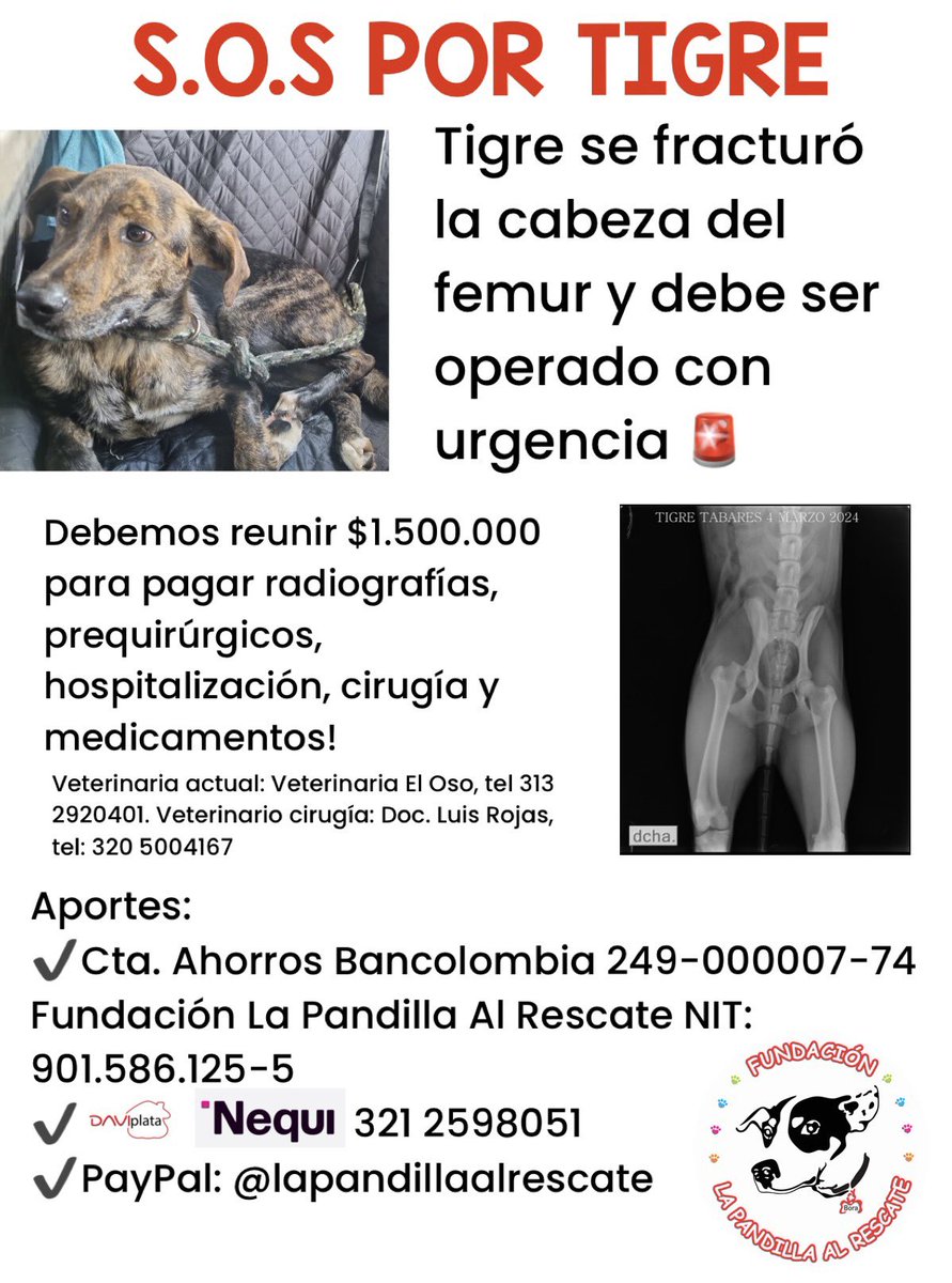 🚨🚨Fractura de cabeza de fémur 😭😭. Me voy a volver loca 🥺. Nos ayudan? Lo operan mañana 🙏🏻🙏🏻🙏🏻