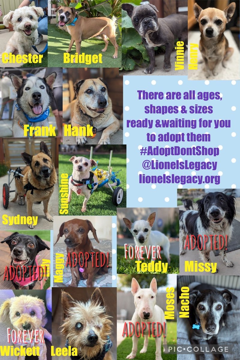 All these pawsome pups of all shapes and sizes are looking for a #foreverhome 
Currently with <a href="/LionelsLegacy/">Lionel's Legacy Senior Dog Rescue</a> in #SanDiego #USA 
All information on the website lionelslegacy.org #California 
#AdoptDontShop #k9hour #rehomehour