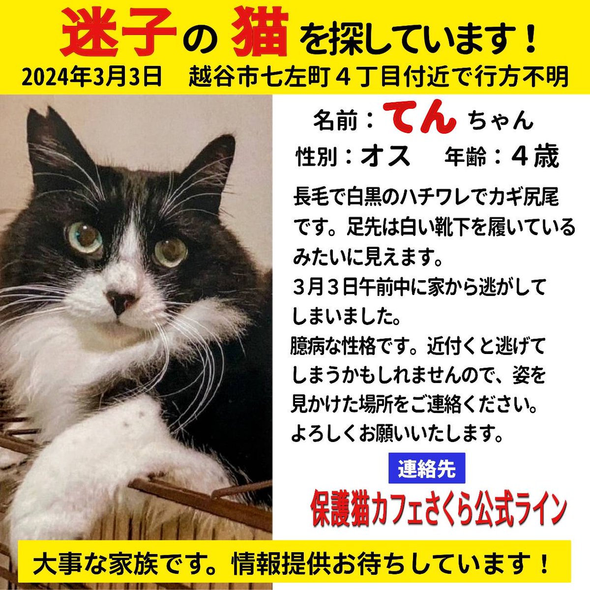 cat_cafe_sakura's tweet photo. 【拡散希望】猫探しています！！

2022年2月に1号店から卒業した「天（てん）」くんが、脱走してしまったそうです。
保護主もすぐに駆け付け捕獲器の設置などしていますが、まだ見つかっていません。

近くにお住いの方、天ちゃんらしき猫を見かけたら、さくらの公式LINEまでご連絡ください。 https://t.co/9tTvBt8e57