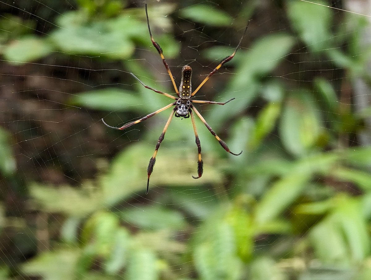 SuperNels tweet media