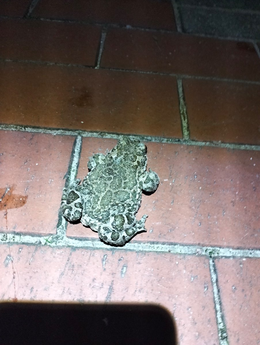 MrTraszka's tweet photo. ⚠️🐸Yesterday's photos from the field, common toads already in the ponds & more individuals are migrating. The first green toads #Bufotes viridis also appeared, which we are take a look because it is a very early record of this thermophilic species in the breeding pond #Poznan 🇵🇱 https://t.co/zjdPn3oVHw