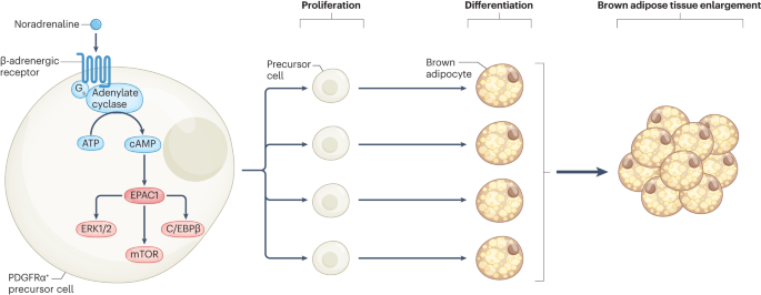 New content online: Controlling brown adipose tissue size through EPAC1 dlvr.it/T3c8nL