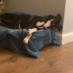 LurcherSOS tweet picture