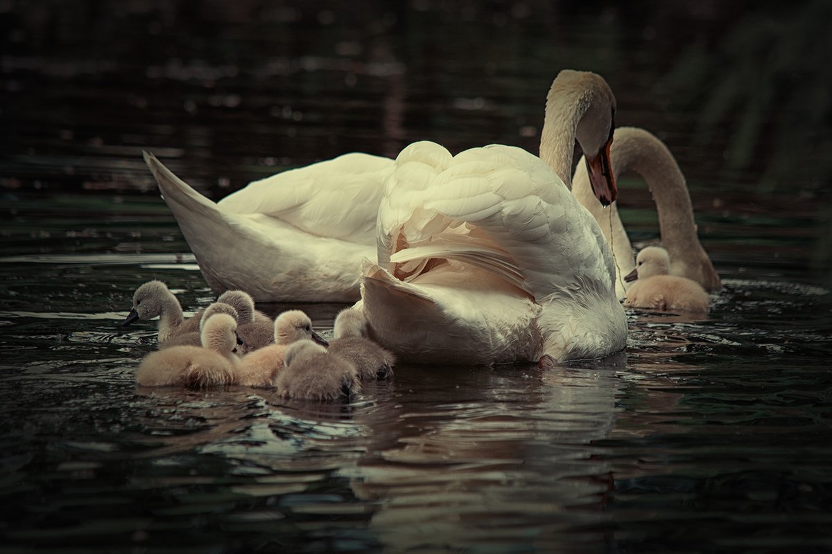Sam_Alexandra23's tweet image. Hi Gang!  It's Monday &amp;amp; it's sunny but cold here.  Since Spring is approaching, how about we share captures of #SpringBabies and maybe cheer each other up.  Just #Birds and #Animals, No humans LOL.  #Photography #Swans #Cygnets #Babies  😊❤️💜💛🇨🇦
