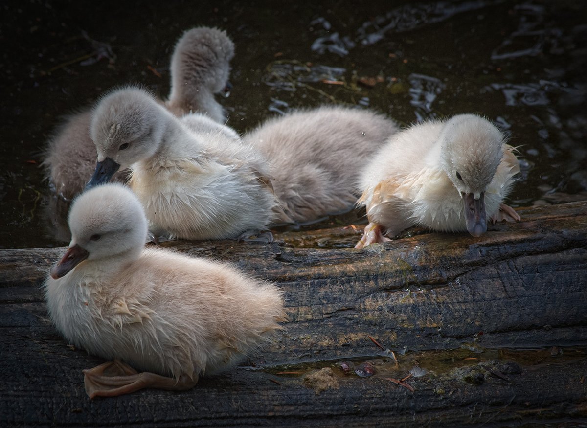 Sam_Alexandra23's tweet image. Hi Gang!  It's Monday &amp;amp; it's sunny but cold here.  Since Spring is approaching, how about we share captures of #SpringBabies and maybe cheer each other up.  Just #Birds and #Animals, No humans LOL.  #Photography #Swans #Cygnets #Babies  😊❤️💜💛🇨🇦
