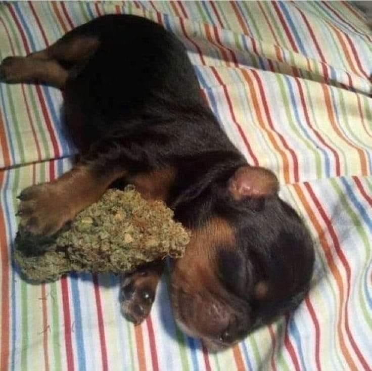 Eu indo dormir com quem eu gosto