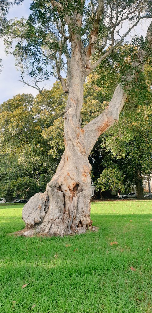 PeterCa85704183's tweet photo. A beautiful paperback tree. #melaleuca #trees #parks #nature #paperbark #outdoors https://t.co/lwDxdBTeVJ