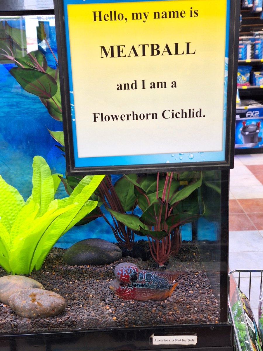 BigAlsInnes's tweet photo. 199 votes counted and it came down to a tie between Meatball and Mr. Brain, each with 33 votes. 
All 66 votes went into a small tank and a name was drawn.. The winner is.. https://t.co/EVpT9ZO7rg
