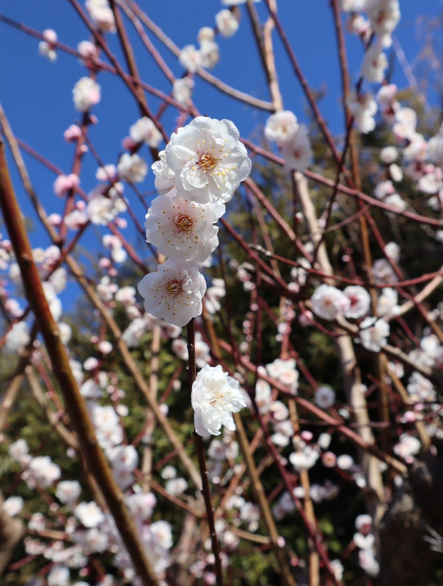 japaneseapricot