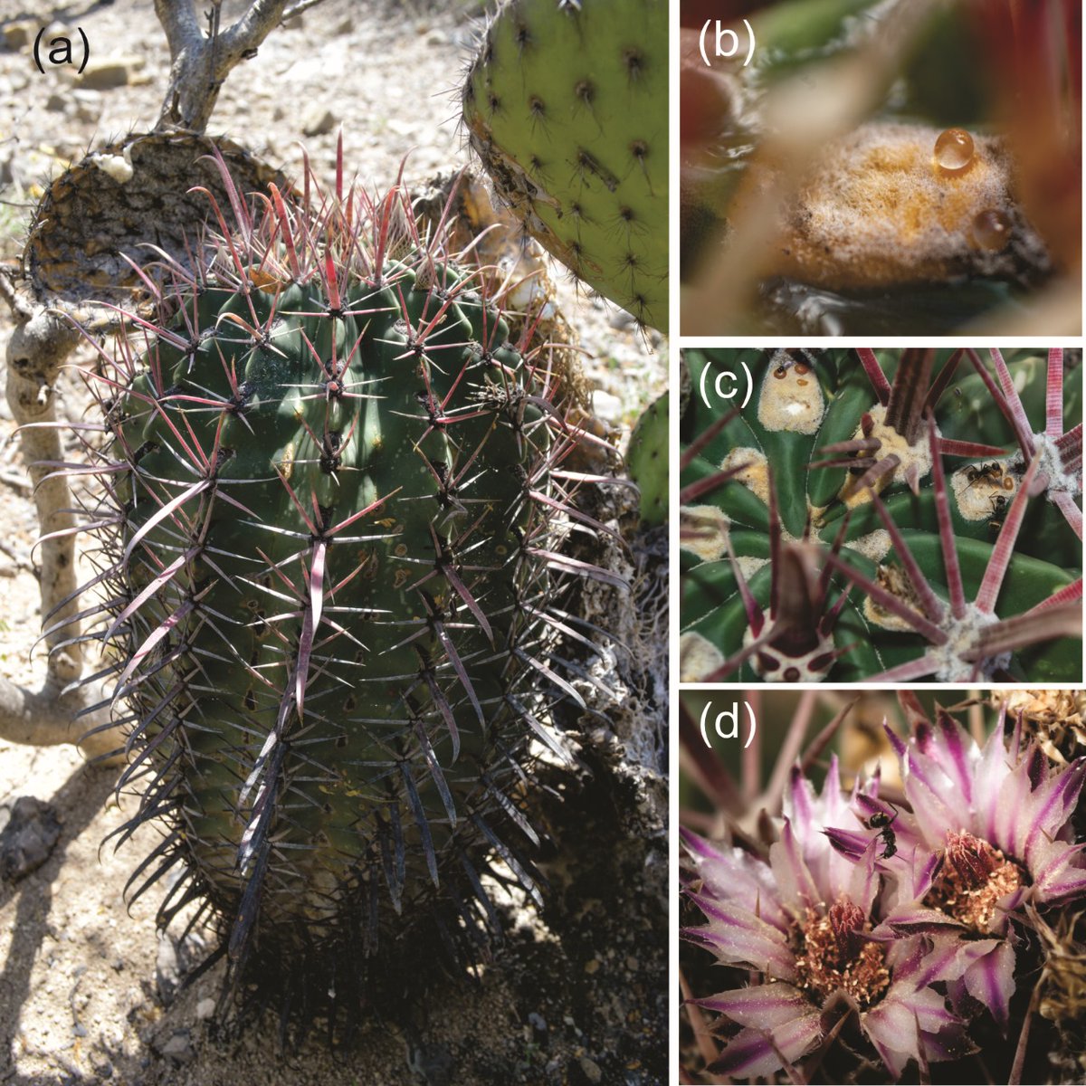 New preprint: 'The Distraction Function of Extrafloral Nectaries: Keeping Ants Away From Flowers and Preventing Disruption of Pollination'. 🌵🐜 doi.org/10.32942/X27W3W