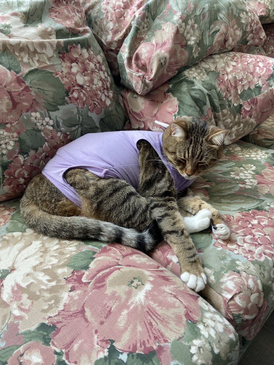 mel_asks's tweet image. EARL’S CHEST MASS IS BENIGN!!!

Thank you everyone for your kindness, concern, paws 🐾 and well wishes. ❤️🥰🙏

#cats #CatsAreFamily #CatsOfTwitter #Hedgewatch