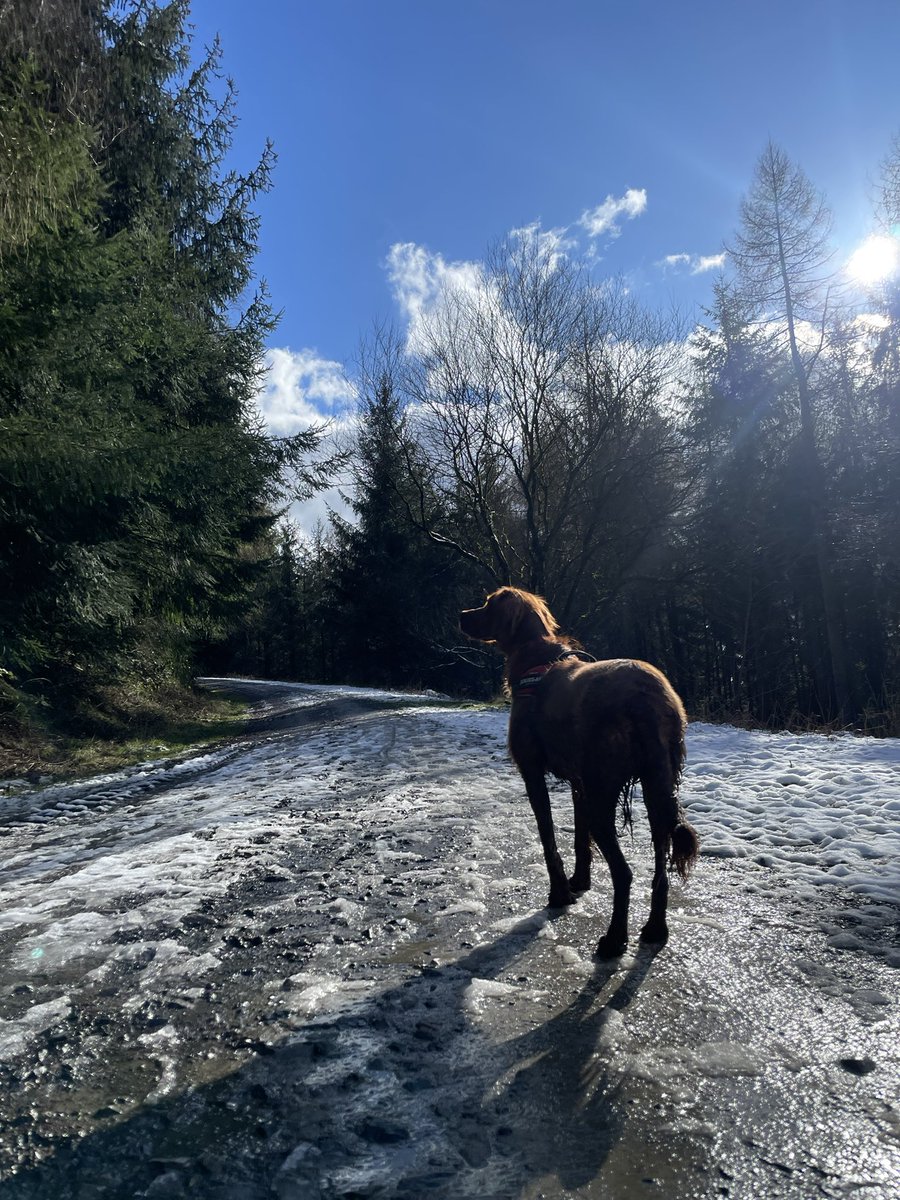 A year since I rescued my dear boy Jonas 😍🐕 so glad to be able to give him a loving home. We’ve had an amazing first year, so many beautiful walks and memories made! #rescueadog #irishsetter