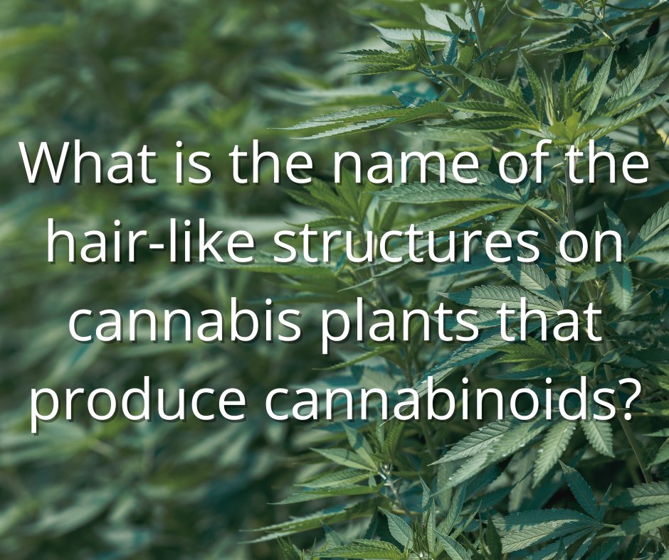 Cannabis Training University tweet media