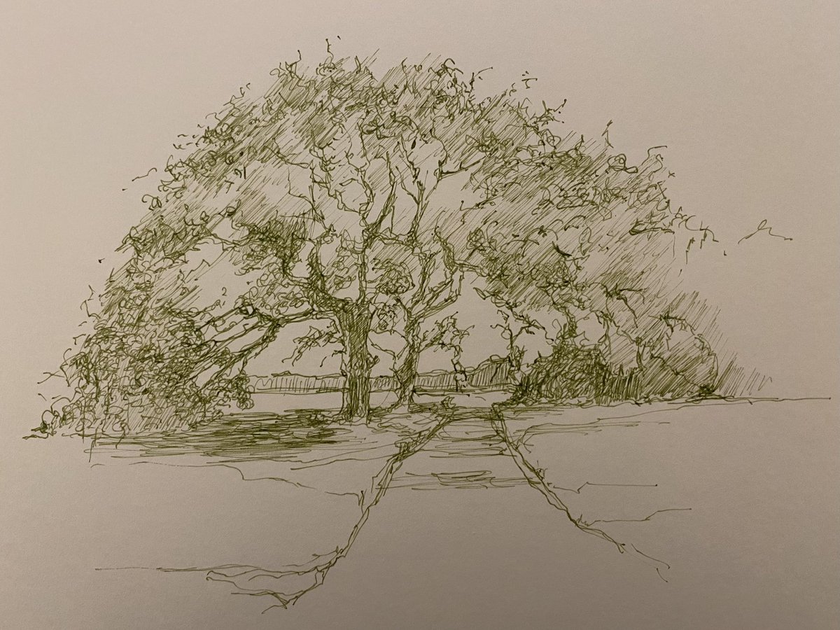 #thedailysketch #sketchbook #landscape Favourite tree on regular walk, late autumn.