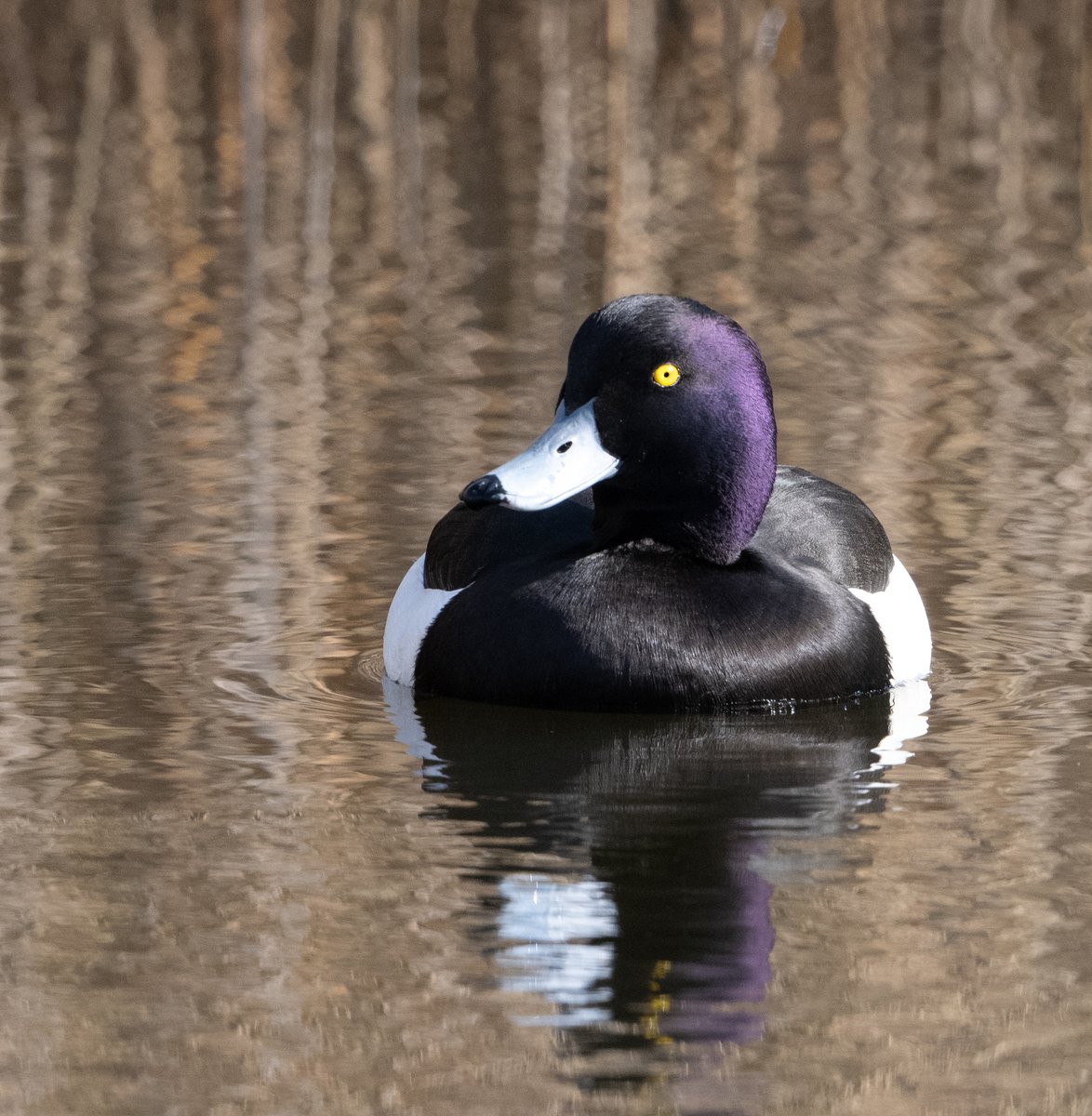 Bright sun bringing out the colours on Tufted Duck today at RSPB Old Moor. Also, 8 Buzzard, Marsh Harrier, 2 Sparrowhawk, 2 Kestrel, 6 Goldeneye, 4 Bearded Tit, 4 Lesser Redpoll and 5 singing Cetti's @Barnsleybsg @DonnyBirding @RSPB_OldMoor