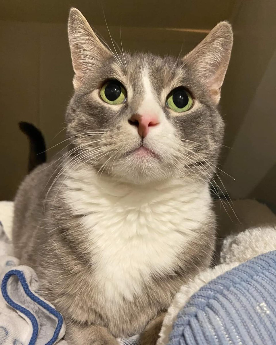 Adoptable kitty Davidson is showing off his stoic side!

This 6 year old sweetheart is ready to find the forever family he has been paitently waiting for! 

#safeteamrescue #safeteamkitty #adoptdontshop #edmontonadoptables #rescuecat #rescuedismyfavoritebreed #yeg #yegcats