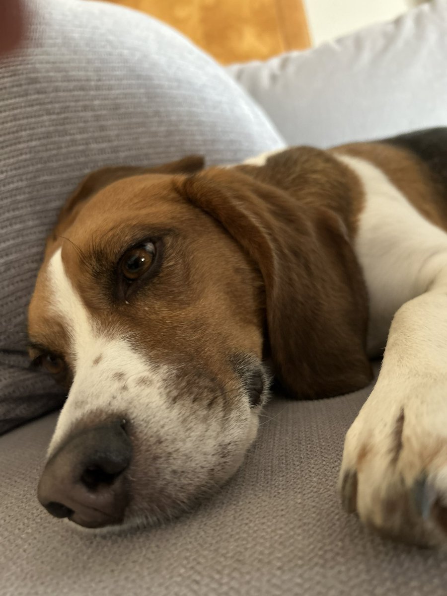 When it’s finally warm again and you go to crazy in the streets and now your contemplating if every squirrel really needed to be chased.