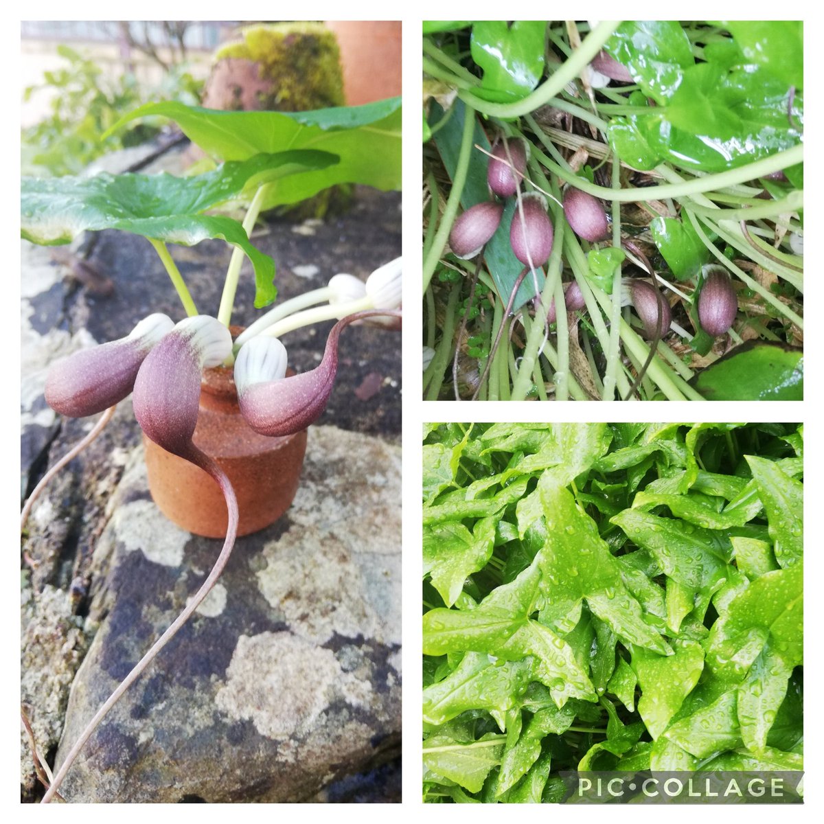 Nothing to see here - until you part those sagittate leaves & spot the unusual flower of the mouse plant, Arisarum proboscideum. Look at those tails! I know what you're thinking - why grow a plant with hidden flowers? Maybe just for fun. Here's a pot of mice for #GardensHour.