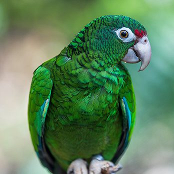 🦜#internship opportunity with my #animalwelfare team @lincolnparkzoo! Focus on Puerto Rican parrot welfare. 5-months. Review of applications start Mar 18. Paid. careers.hireology.com/lincolnparkzoo…
