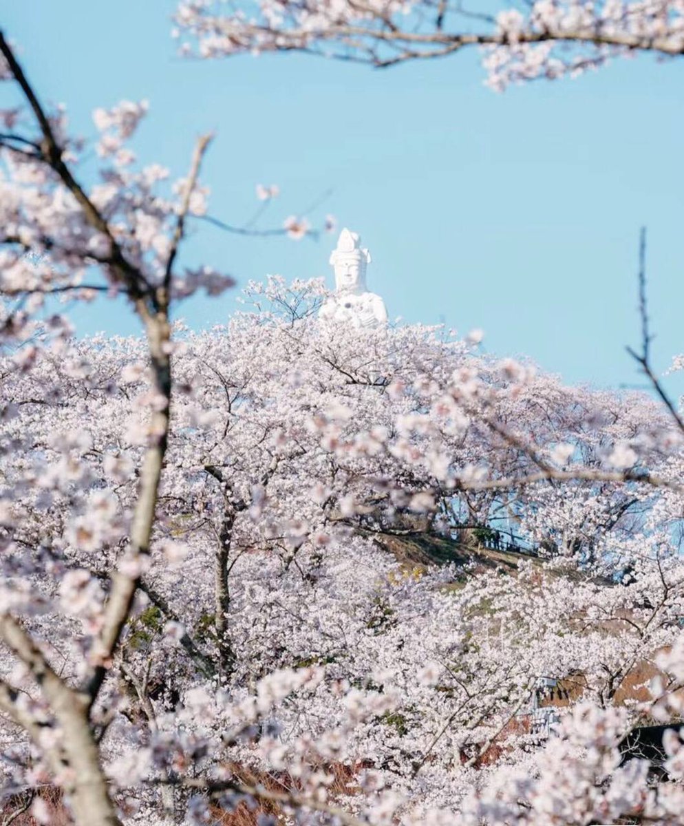 Cherry blossoms are a symbol of hope and renewal, inspiring us to embrace change and find beauty in impermanence. 🌸
#桜の知恵 #日本哲学