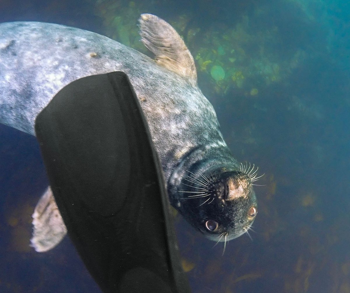 James FMC’s Whale Watch Coordinator met a curious seal while snorkelling yesterday afternoon! 🦭🌊

#seal #diving #divinglife #seal #cornwallwildlifetrust #cornwallwildlife #marineconservation #Cornwall