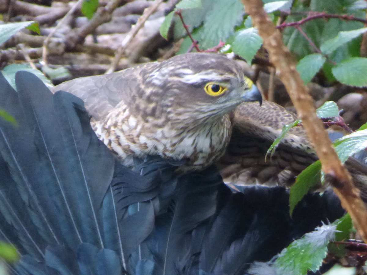 @kevinwillans5 Yellow eye of the Sparrowhawk. Cwmbran S Wales.