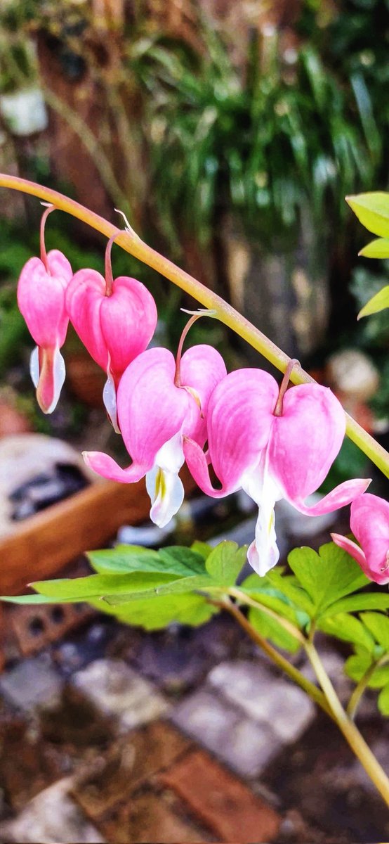 March brings the return of the Bleeding Heart blooms 💕 #GardensHour #GardeningX #Spring 🌿