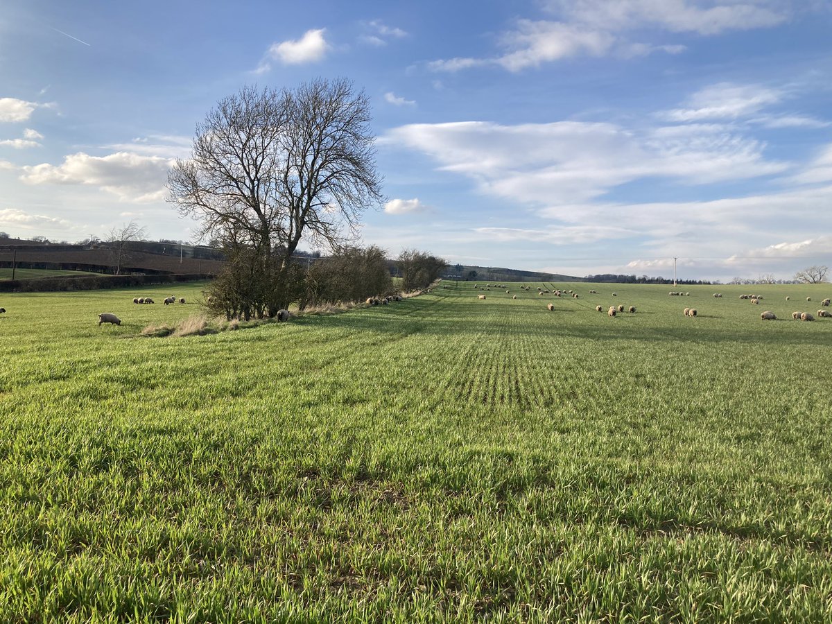 Arable integration. Hopefully a win win for all. Tup Hoggs finally onto winter oats this week. Hopefully ground conditions continue to improve. This is as close to grain that our tups will get before we sell them in the autumn. #foragepowered “Bred to perform, reared to last”