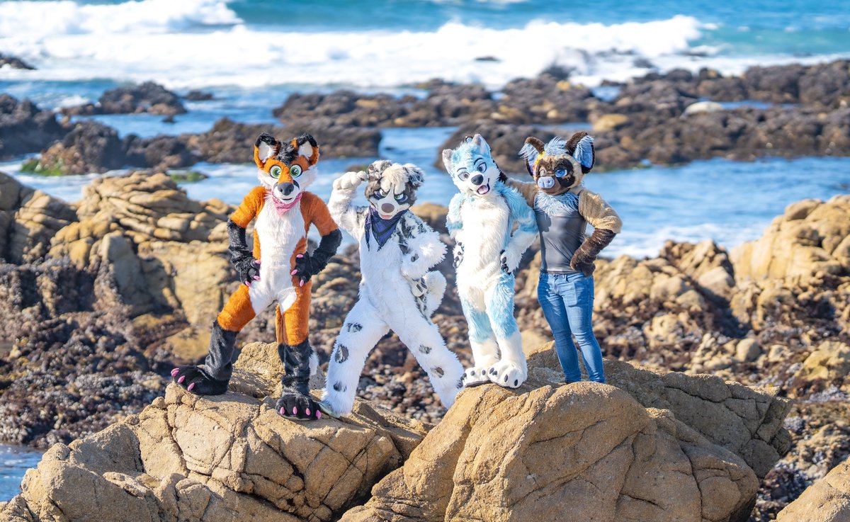 Animal Exploration~ 📌 Asilomar Marines, CA 📷 @ChatahSpots #FursuitEveryday