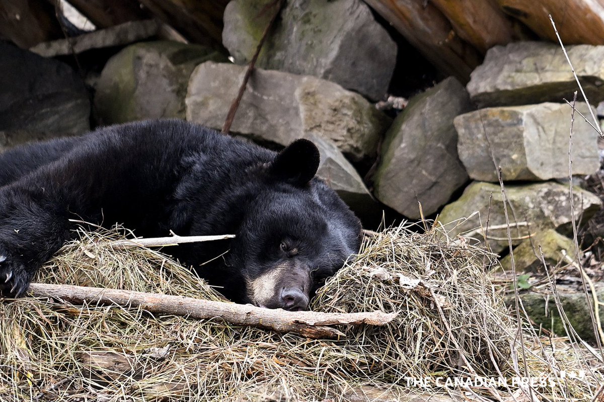 In today’s CP Image (bit.ly/cpimagestw), Genie, a thirteen year old American Black bear takes a nap at the Zoo Ecomuseum west of Montreal, Sunday, March 3, 2023. She came out of hibernation on March 1. THE CANADIAN PRESS/Graham Hughes