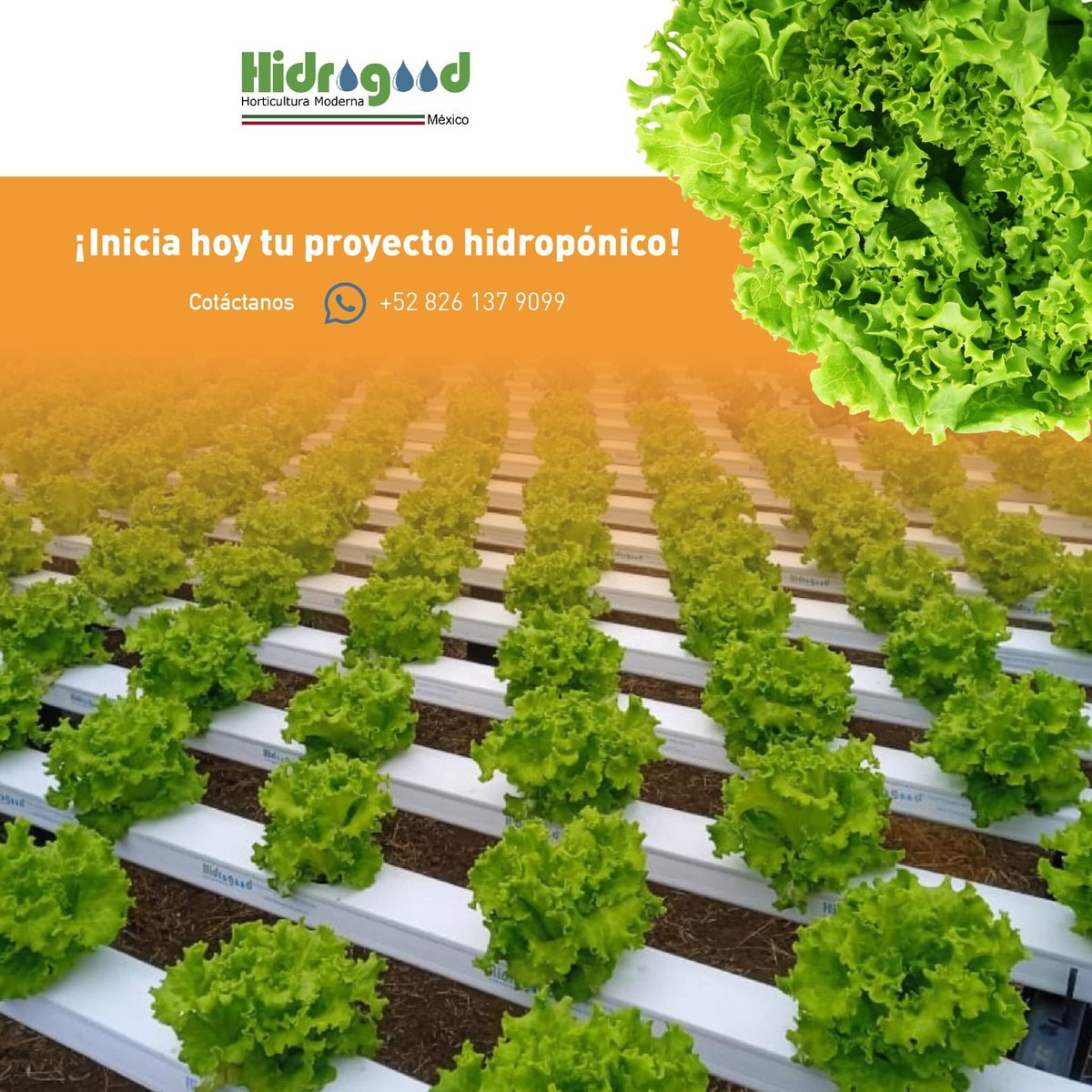 La #hidroponía permite sacar el máximo provecho de los espacios destinados para la agricultura y los cultivos. Esto se debe a que las raíces reciben alimento óptimo y directo, por lo cual no necesitan crecer en busca de agua.
