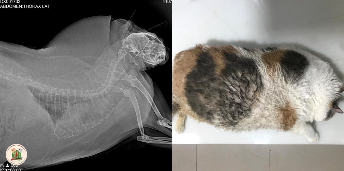 kcg! nih xray kucing obesitas, tulang belakangnya berubah karna ketimpa lemak

stop kasih makan kucing berlebihan. yang penting sebatas gak berasa tulangnya aja