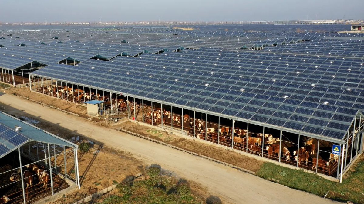 Agrivoltaics continue to gain traction across the world. 

Dual &amp; multi use sustainable farming is the future. 

Livestock &amp; energy in this photo.