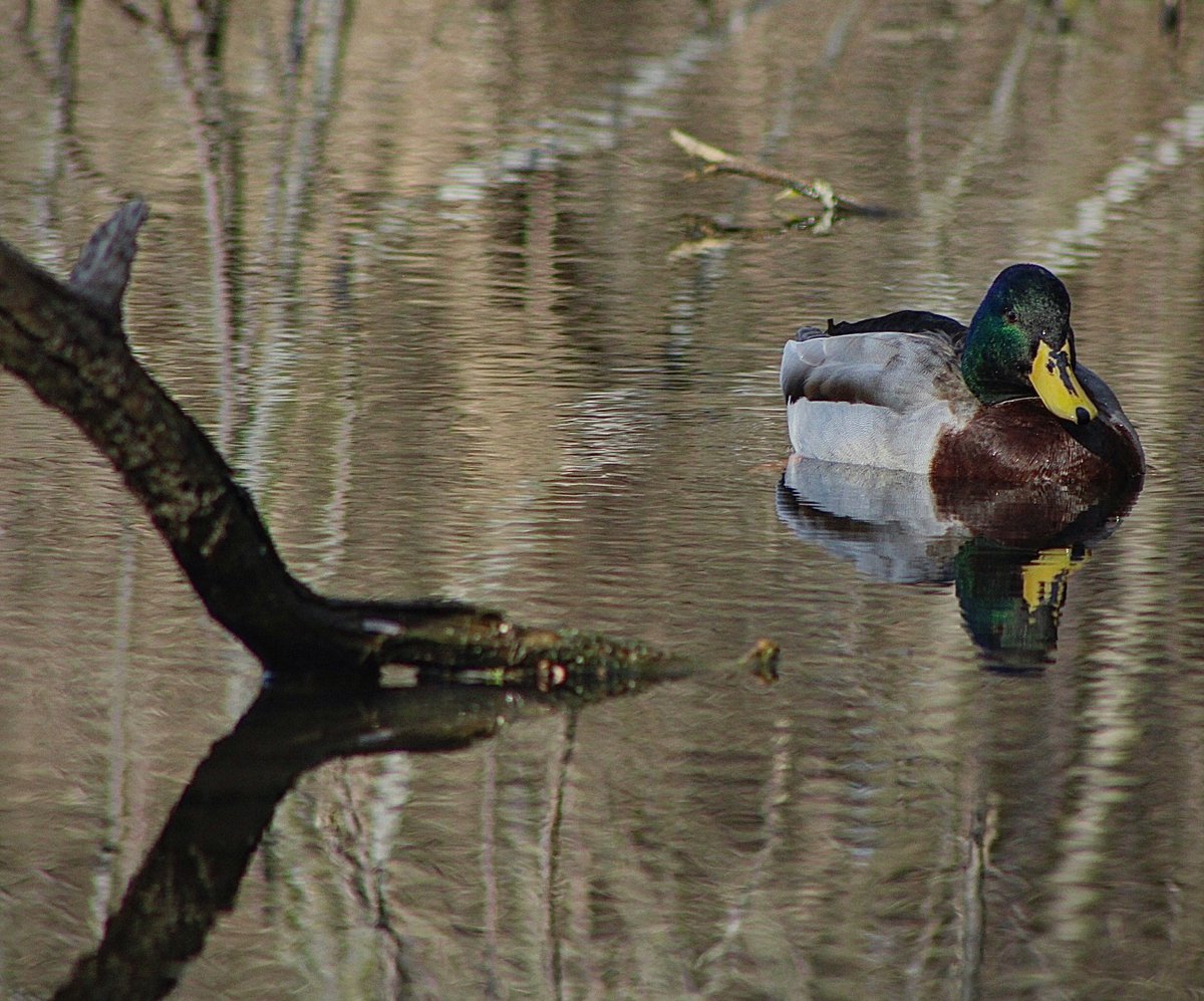 SightingsDay's tweet image. Where is the shadow? 

@CanonUSA #waterreflections