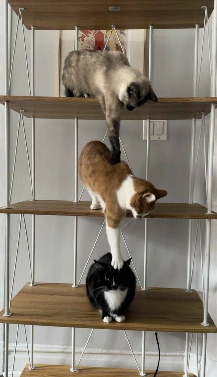 WeAssessCats's tweet photo. Transferring the cat energy!! https://t.co/h2MYyg0fJU
