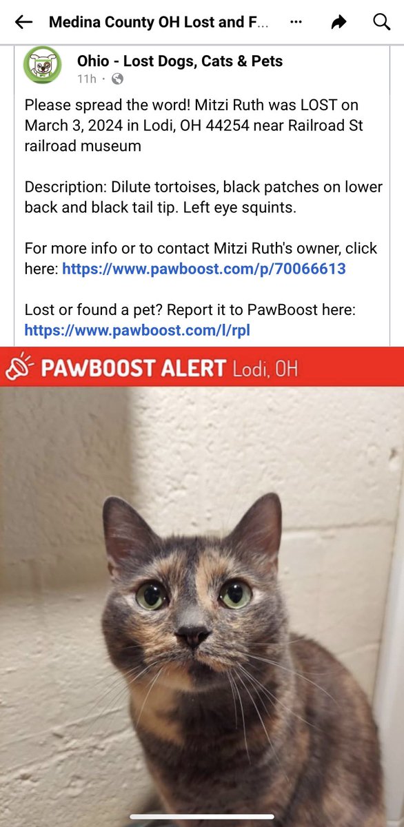 I don't have many followers, but if you see this please spread the word. My dear friend's cat has gone missing in the medina county area of ohio.#CatsOfTwitter #CatsLover #CatsAreFamily #Ohio #CatsOfX #CatsOnX #MissingPets