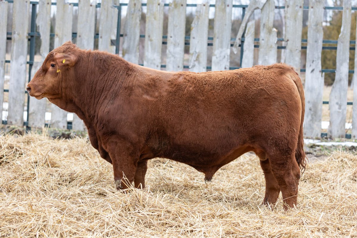 Some terrific bulls on offer this year <a href="/SilverFarms/">Silver Springs Farms</a> Message to set up a time to view them for yourself!